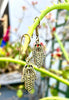 Brass Hamsa Earings