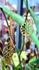 Brass Lotus Wheel Earings